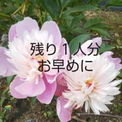 芍薬の種子のサムネイル