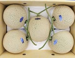 高知産 約10kg 温室マスクメロン 5玉 ○秀品 北海道沖縄発送不可