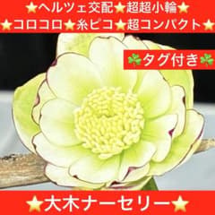 3732☘️タグ付☘️レア☘️⭐️SD⭐️マイクロヒデコート⭐️小輪⭐️大木ナーセリー⭐️ クリロー1人旅②♪＊大木ナーサリーさん＊夏場の水遣りは夕方に