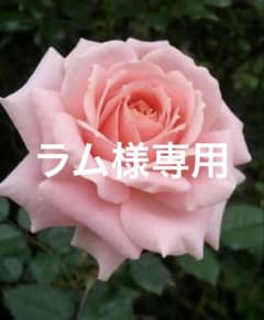 バラ　四季咲き　中大輪　強健花持ちとても良いのサムネイル