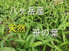 信州 八ヶ岳産　 天然 笹の葉 熊笹 クマザサ 長野のサムネイル