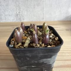 9株セットパキポディウムウィンゾリー 国内実生株 - メルカリ