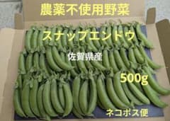 농약 미사용 스냅 완두 500g 사가현산 고양이 포스 편