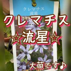 ✨入手困難！✨希少なクレマチス流星⭐︎大苗メルカリ便発送！ ✨入手困難！✨希少なクレマチス流星⭐︎大苗メルカリ便発送！ - メルカリ