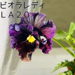 ＬＡ２０♥ビオラレディ ♥希少♥人気品種♥花苗ポットごと発送♥パンジービオラ LA20♥ビオラレディ ♥希少♥人気品種♥花苗ポットごと発送