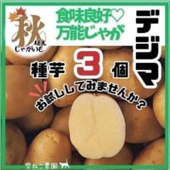 種芋】 秋のじゃがいも種芋 デジマ3個！ 食味良好♡万能じゃが