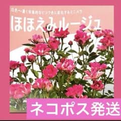 マイクロミニバラほほえみルージュ　ボリューム満点！つぼみ大量！ネコポス発送のサムネイル