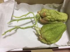 ☆芽衣ちゃん様専用〜緑のハヤトウリ（種よう2個）のサムネイル