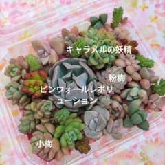 多肉植物  ♡寄せ植え♡ 多肉の詰め合わせ こんにちは♪ 寄せ植えWSのお知らせです☆ 日時:4月7日月曜日13:30