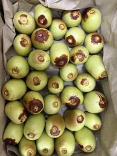 なつめ　大粒　無農薬　中華大龍のサムネイル