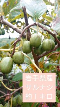 サルナシ 岩手県産 約1キロのサムネイル