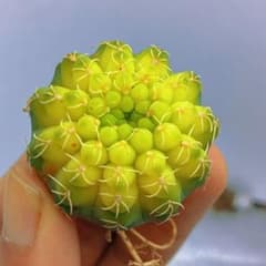 Z197緑色の球形サボテン黄体白刺瑞昌玉錦 - メルカリ