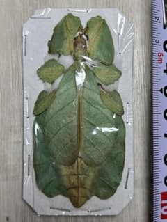マレーシア産　コノハムシ　標本のサムネイル