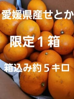 愛媛県産みかん　みかん　せとか　家庭用　訳ありのサムネイル