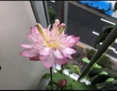 八重咲き姫ハスの蓮根苗のサムネイル