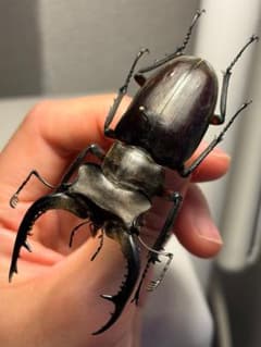 【顎比率最大種】カンターミヤマクワガタ 76mm♂ 昆虫標本 標本 オウゴン 顎比率最大種】カンターミヤマクワガタ 76mm♂ 昆虫標本 標本 オウゴン