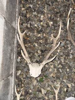 鹿の角頭付きのサムネイル