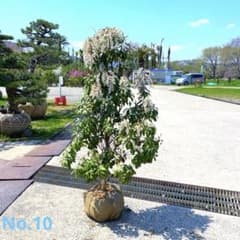 白花馬酔木、白花アセビ『樹高約118㌢』綺麗な樹形。No.10 - メルカリ