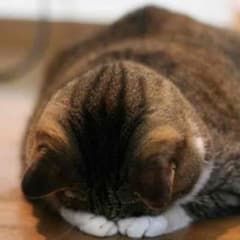 【とすら様専用】ラケットバッグ スリクソンのサムネイル