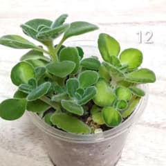 12 多肉植物　アロマティカス　ライムシャワー　★安心の容器ごと発送のサムネイル