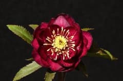 クリスマスローズ 最新花超1級品認定キラメキ✩ディープレッド小輪整形