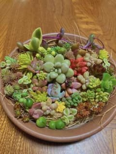 多肉植物 カット苗 ちまちまパックのサムネイル