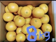 スイートスプリング8kgのサムネイル
