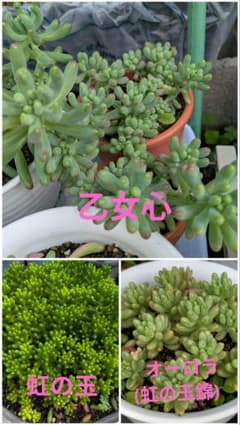 ⅹ多肉植物 カット苗 3種類セット - メルカリ