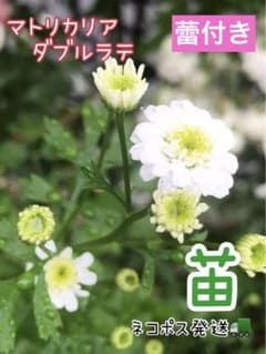 蕾付き❤️『マトリカリア✨ダブルラテ』 抜き苗 ☆到着の早いネコポス