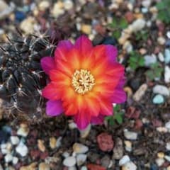 テリナ 超人気 花サボテン メディオロビビア カキコ - メルカリ