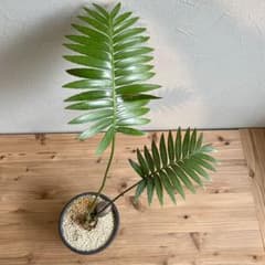 ○ディオーン スピヌロスム Dioon spinulosum メキシコソテツ m90068359309_1.jpg?1708874283