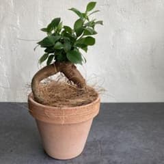 ガジュマル ゴムの木 鉢植え 観葉植物 美品 限定 - メルカリ