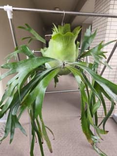 ビカクシダ アルシコルネ 板付 ☆Platycerium alcicorne☆のサムネイル