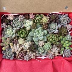 多肉植物 カット苗 詰め合わせのサムネイル