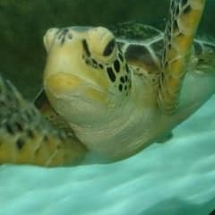 パセリ様専用のサムネイル