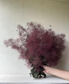 スモークツリー ドライフラワー　花材　枝物のサムネイル