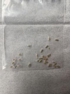 自家採種 オトンナ カカリオイデス 10粒のサムネイル