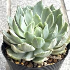 No.5 クィーンローズ錦 斑入り 多肉植物 エケベリア 美苗 大苗 - メルカリ