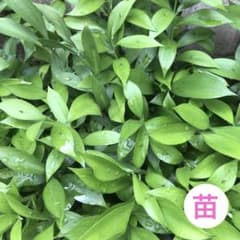 【専用です】丸葉ルスカス　株分け苗1株(抜き苗) 丸葉ルスカス 株分け苗1株(抜き苗) - メルカリ