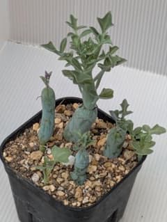七宝樹　抜き苗　セネシオ　多肉植物 ♪③のサムネイル