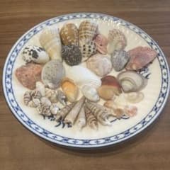 天然貝殻セット ハンドメイド素材のサムネイル