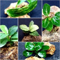 【5種セット】アヌビアス ミニママーブル スターダスト マーブル ジェイド ミニ