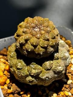 Copiapoa hypogaea （蜥蜴皮）大群生株 希少 現物発送