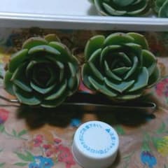 多肉植物♥七福神　根付のサムネイル