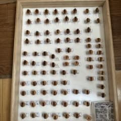 カミキリムシ標本 - メルカリ