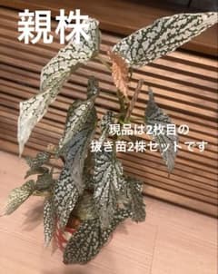 ベゴニア ホワイトアイス　バリエガータ　抜き苗　2株のサムネイル