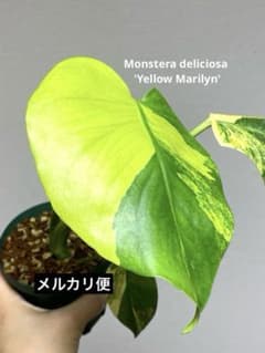 大きな斑入り‼️】モンステラ イエローマリリン 黄斑 オーレア 希少