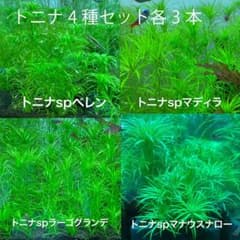 T3さま専用 トニナsp4種セット m90160612161_1.jpg?1768209791