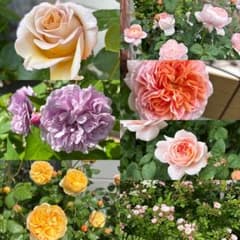バラ 薔薇 挿し穂 6本 ネコポス - メルカリ