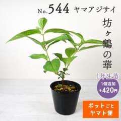 ポットごとヤマト便544】ヤマアジサイ 1年生苗 坊ヶ鶴の華 - メルカリ